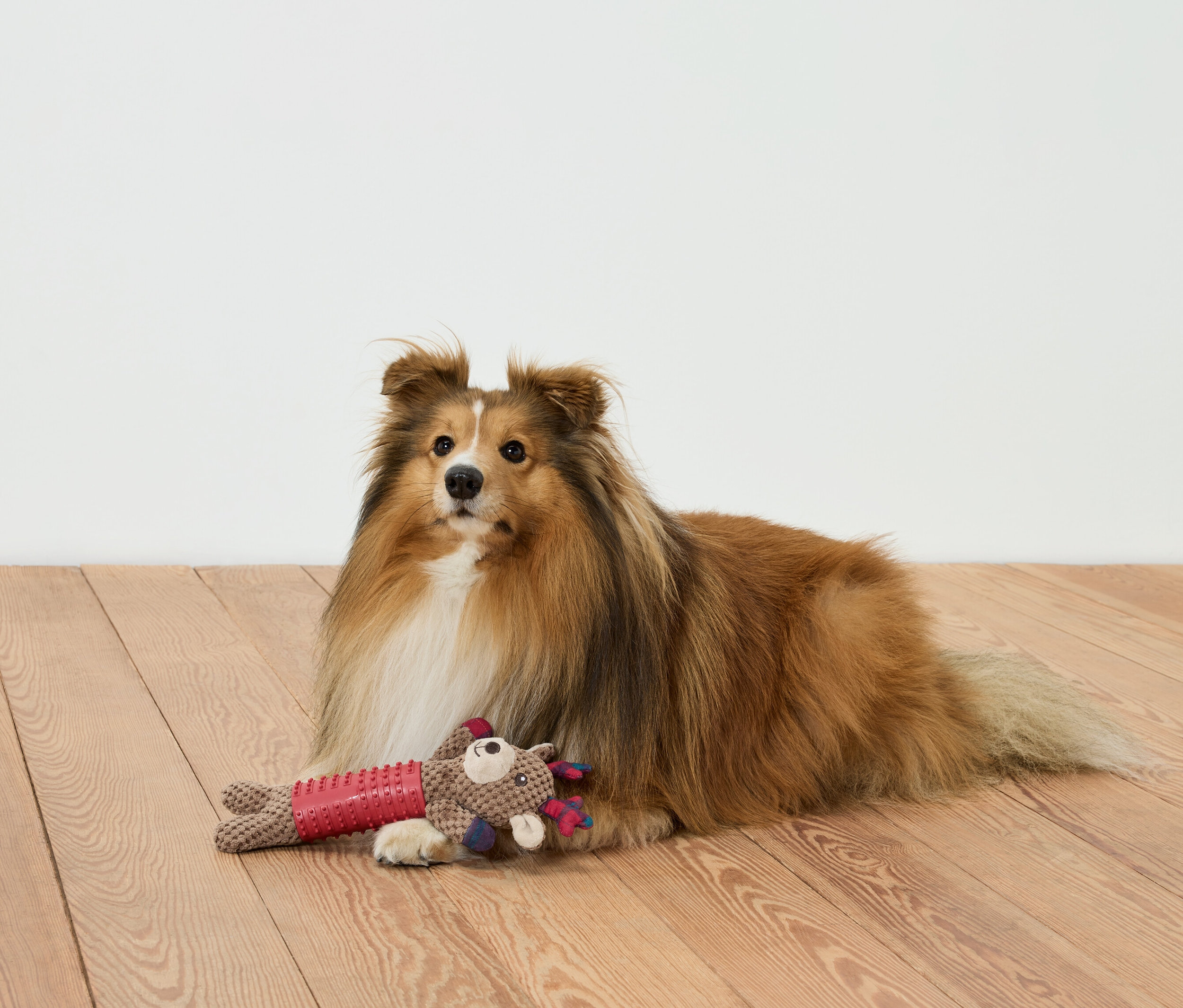 Brązowy pies leży na drewnianej podłodze z zabawką.
