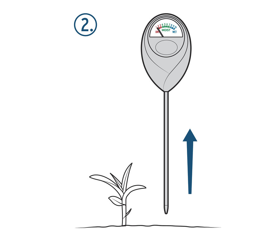 Miernik wilgotności wbijany w ziemię obok rośliny.