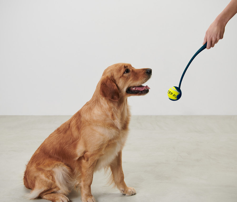Golden retriever siedzi i patrzy na wyrzutnię piłek.
