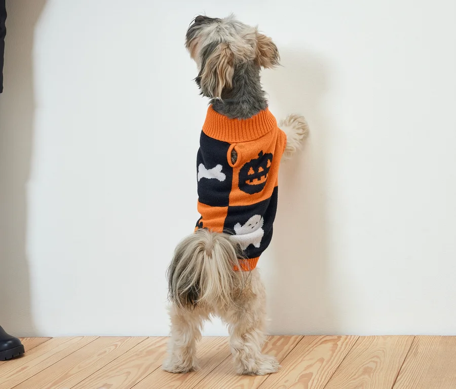 Mały pies stoi na tylnych łapach, opierając się o białą ścianę. Ma na sobie pomarańczowo-czarny sweter z motywami Halloween.