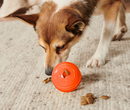 Pies wącha pomarańczową zabawkę dla psa „Snackball” na dywanie, wokół leżą granulki karmy.