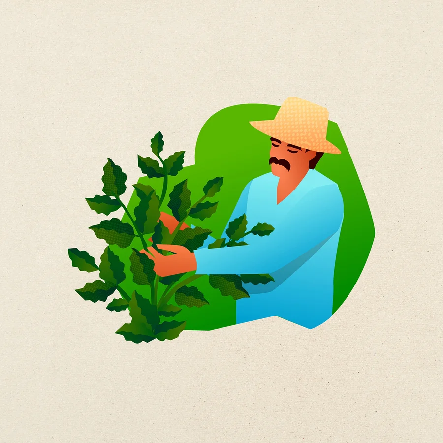 Ilustracja mężczyzny z wąsami i słomkowym kapeluszem, w niebieskiej koszuli, pielęgnującego zieloną, liściastą roślinę.