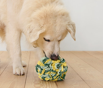 Pies wącha kulę węchową dla zwierząt.