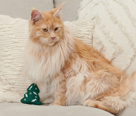 Rudy kot rasy Maine Coon siedzi na beżowej kanapie obok zielonej zabawki dla kota w kształcie choinki.