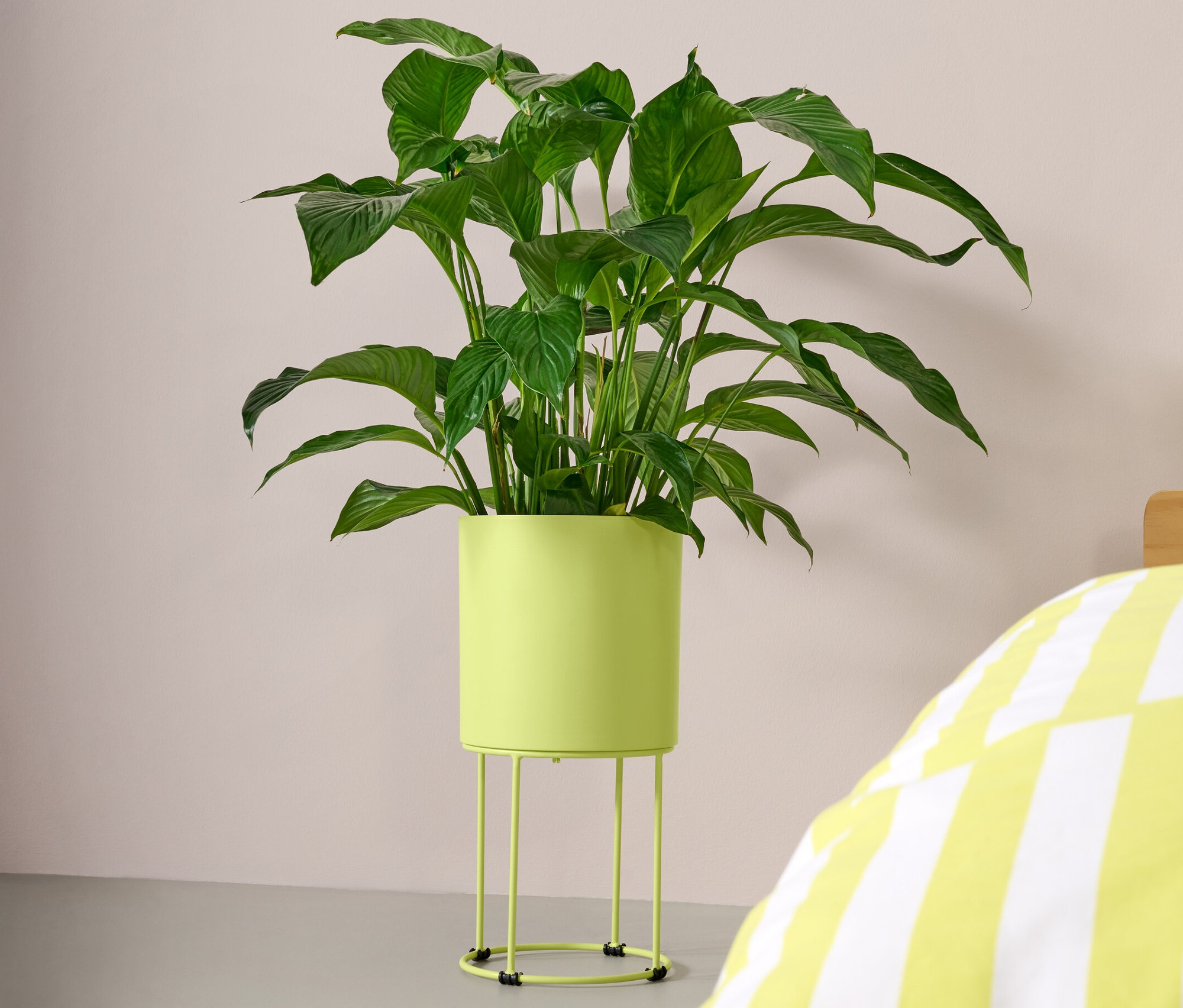 Zielona roślina w okrągłej osłonie na doniczkę stoi obok żółto-białego łóżka w paski.
