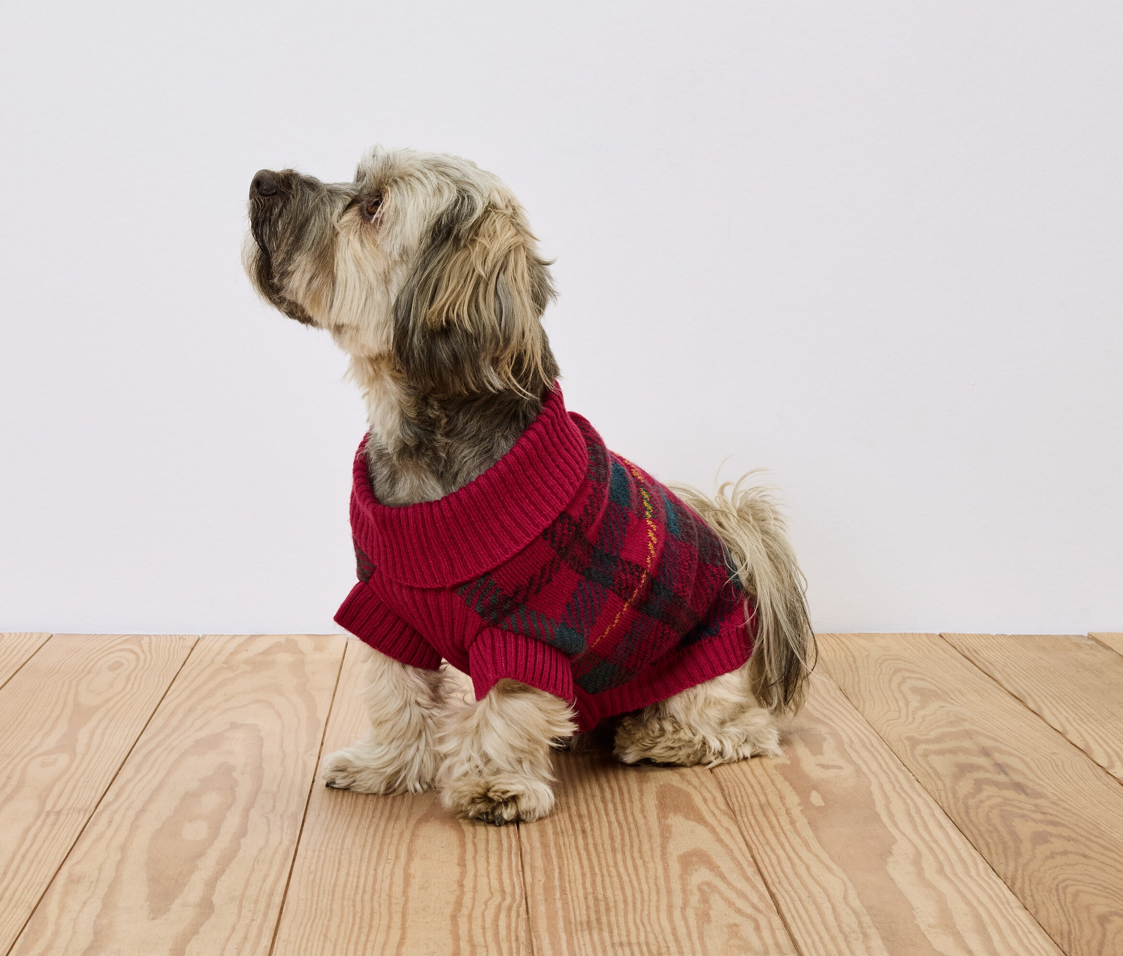 Pies siedzi na drewnianej podłodze, ubrany w czerwony sweter w kratę.