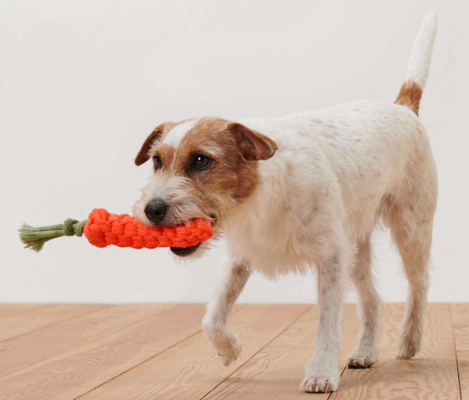 Jack Russell Terrier niesie w pysku zabawkę dla psa – marchewkę.