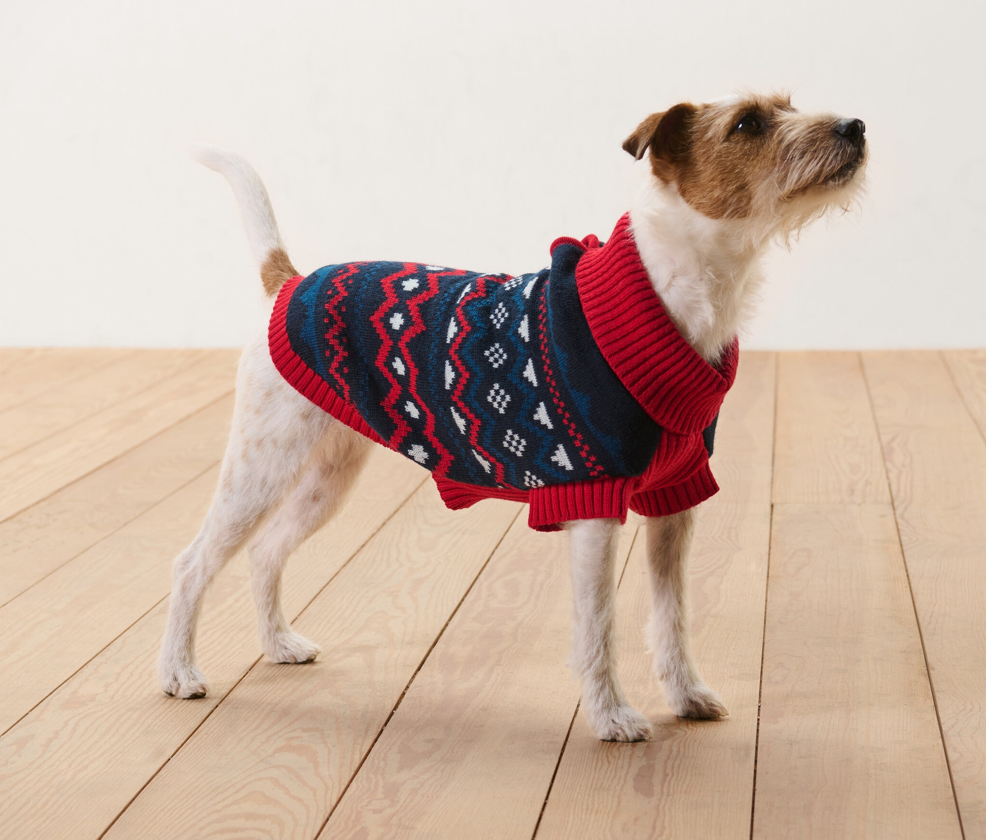 Brązowo-biały Jack Russell terrier stoi na drewnianej podłodze i ma na sobie sweter dla psa.