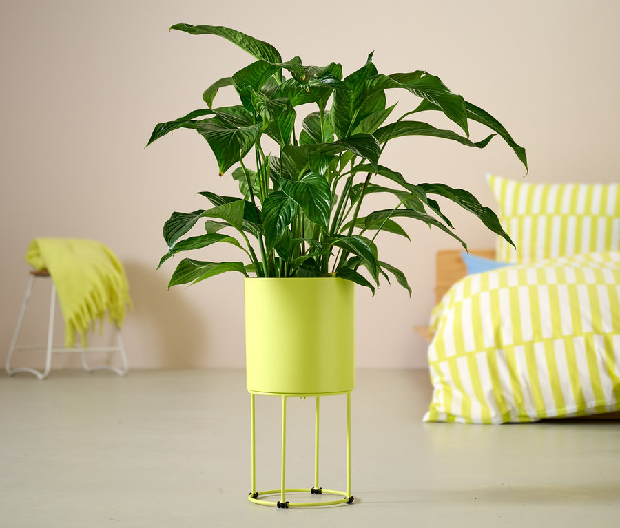 Zielona roślina w okrągłej osłonce na doniczkę stoi na podłodze.