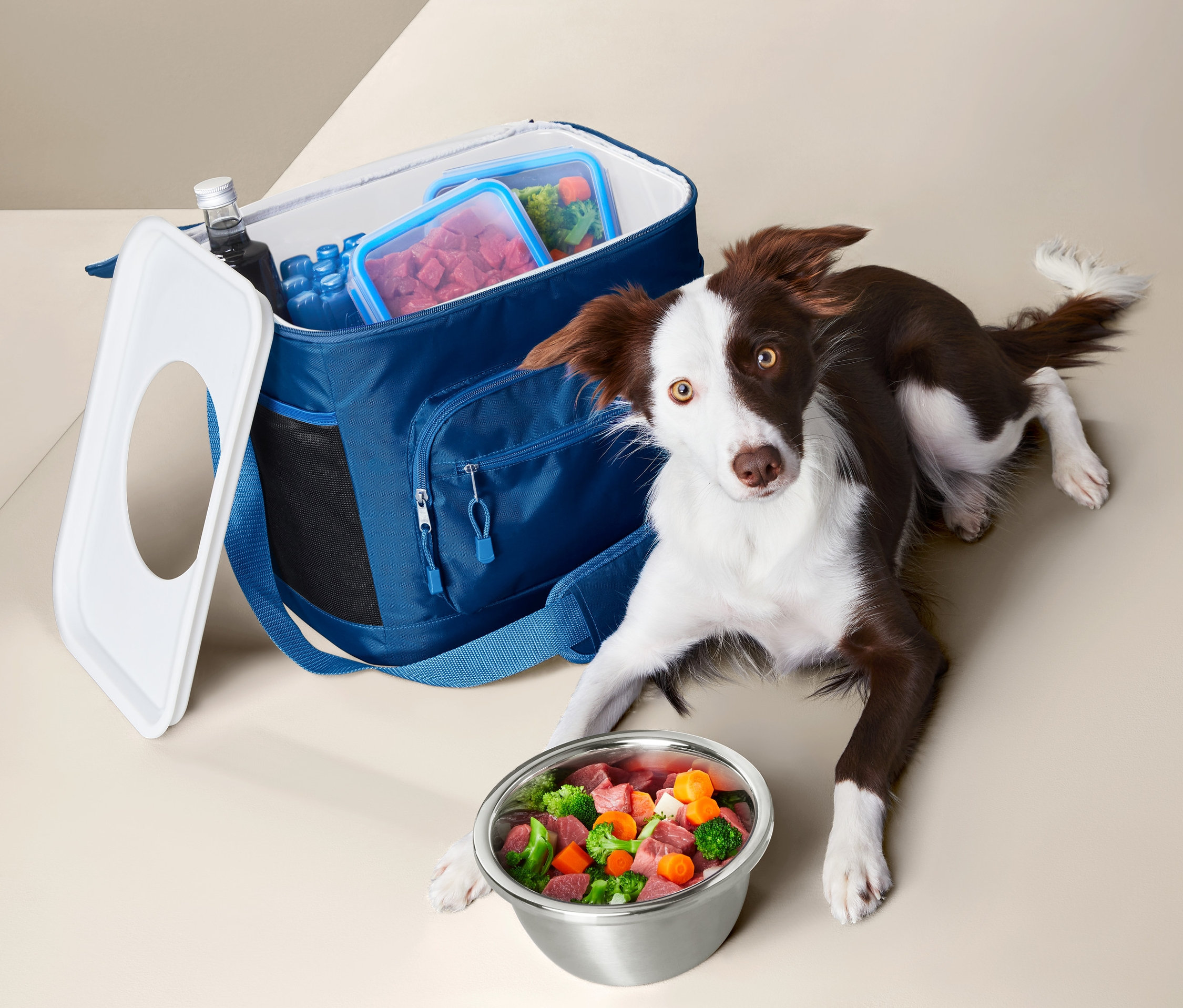 Brązowo-biały pies leży obok otwartej, niebieskiej lodówki turystycznej dla zwierząt i miski ze stali nierdzewnej pełnej karmy.