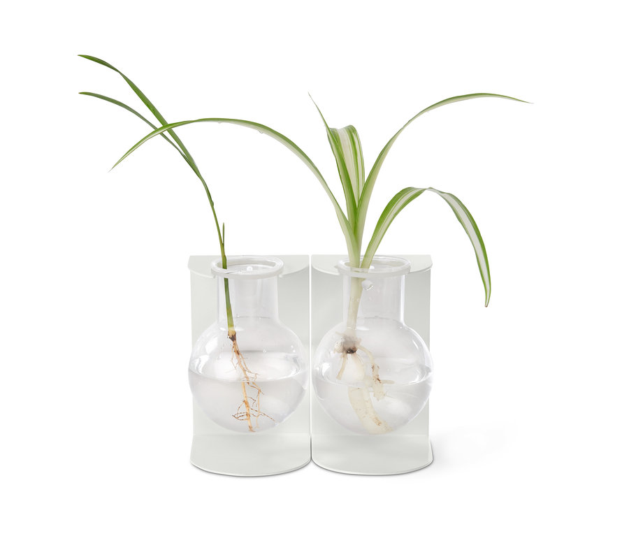 Dwa Wazoniki do kiełkowania z roślinami w wodzie.