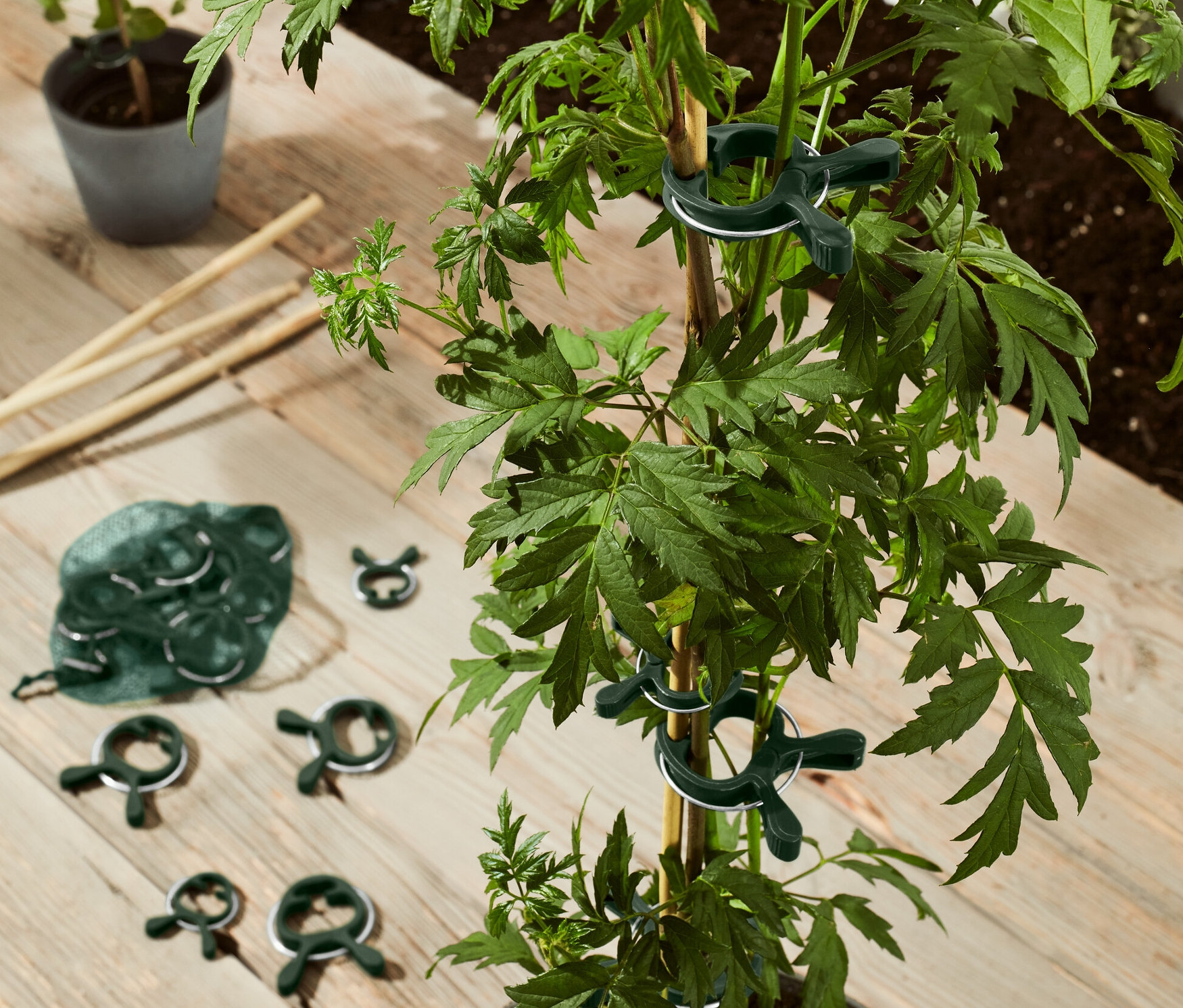 Zielona roślina w doniczce przymocowana jest do łodygi za pomocą 20 klipsów do roślin.