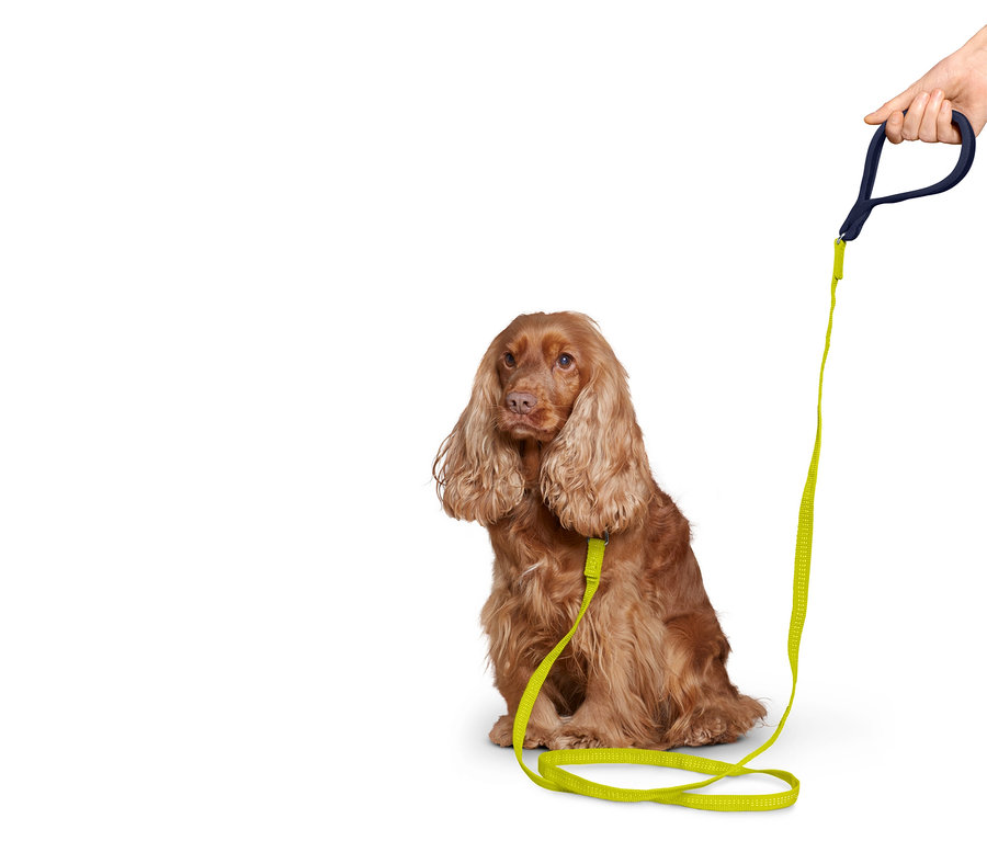 Brązowy cocker spaniel siedzi z neonowo zieloną smyczą trzymaną przez rękę.