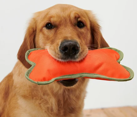 Golden retriever trzyma w pysku pomarańczową zabawkę dla psa w kształcie kości.