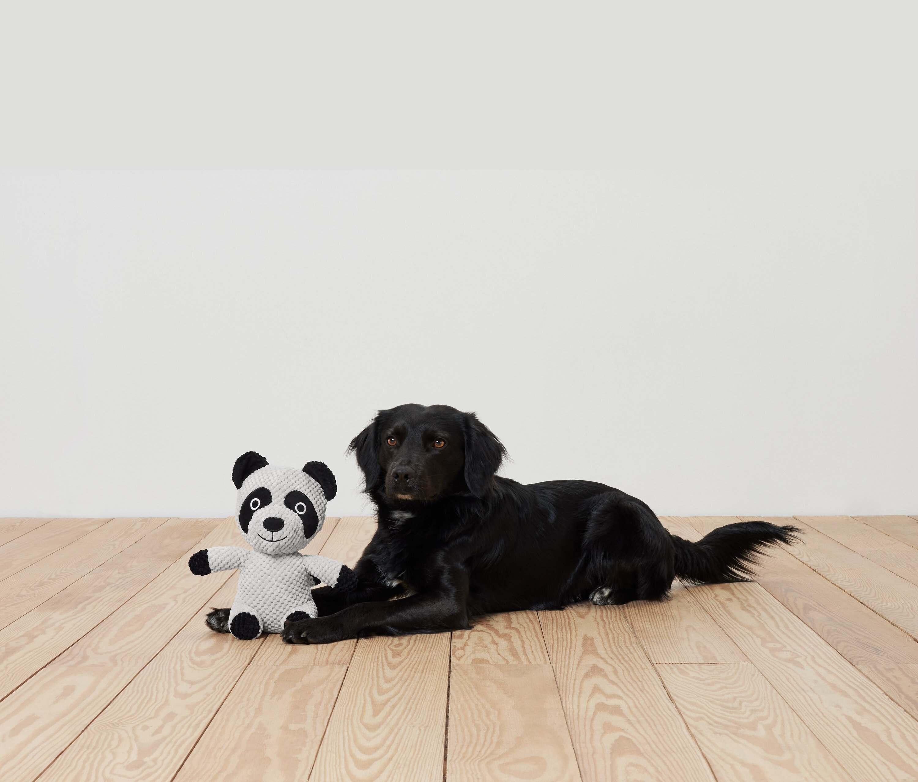 Czarny pies leży na drewnianej podłodze obok pluszowej pandy.