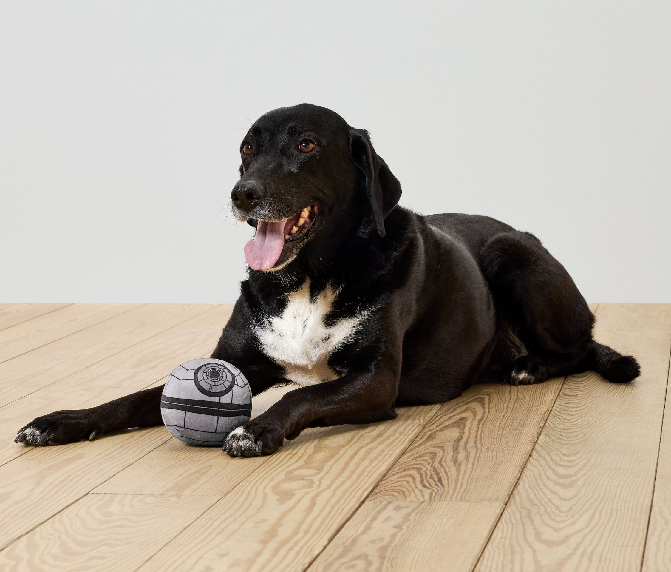 Czarny pies leży na drewnianej podłodze obok szarej piłki.