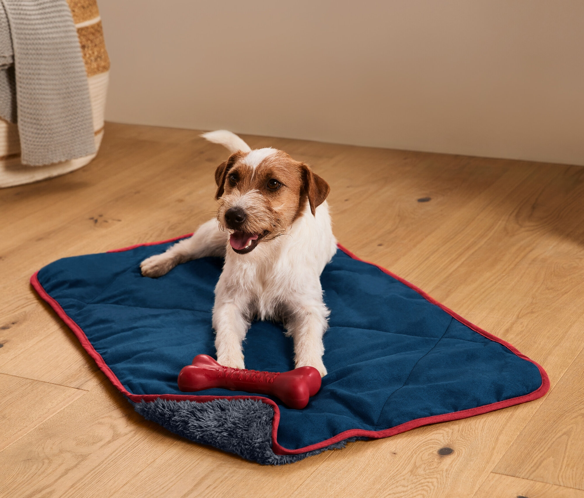 Jack Russell terrier leży na puszystym kocu dla psa z czerwoną kością.