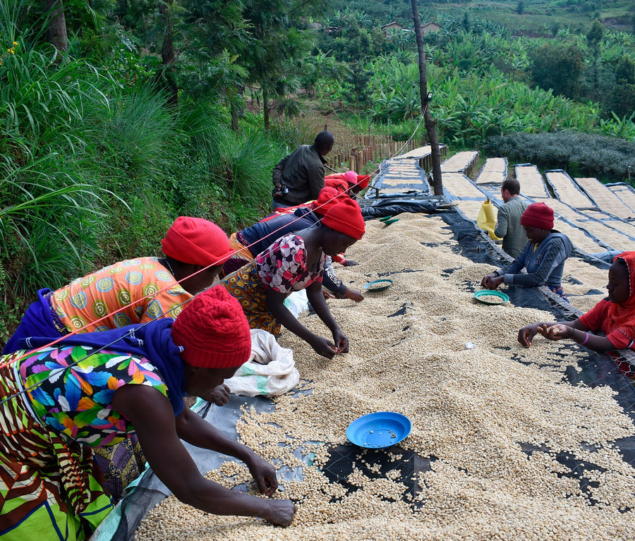 Kilka osób sortuje kawę Rarität »Buramba Rwanda« wraz z pojemnikiem na kawę na zewnątrz.