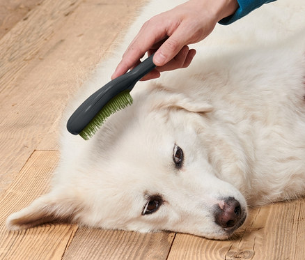 Osoba szczotkuje szczotką do czesania zwierząt sierść białego psa leżącego na drewnianej podłodze.