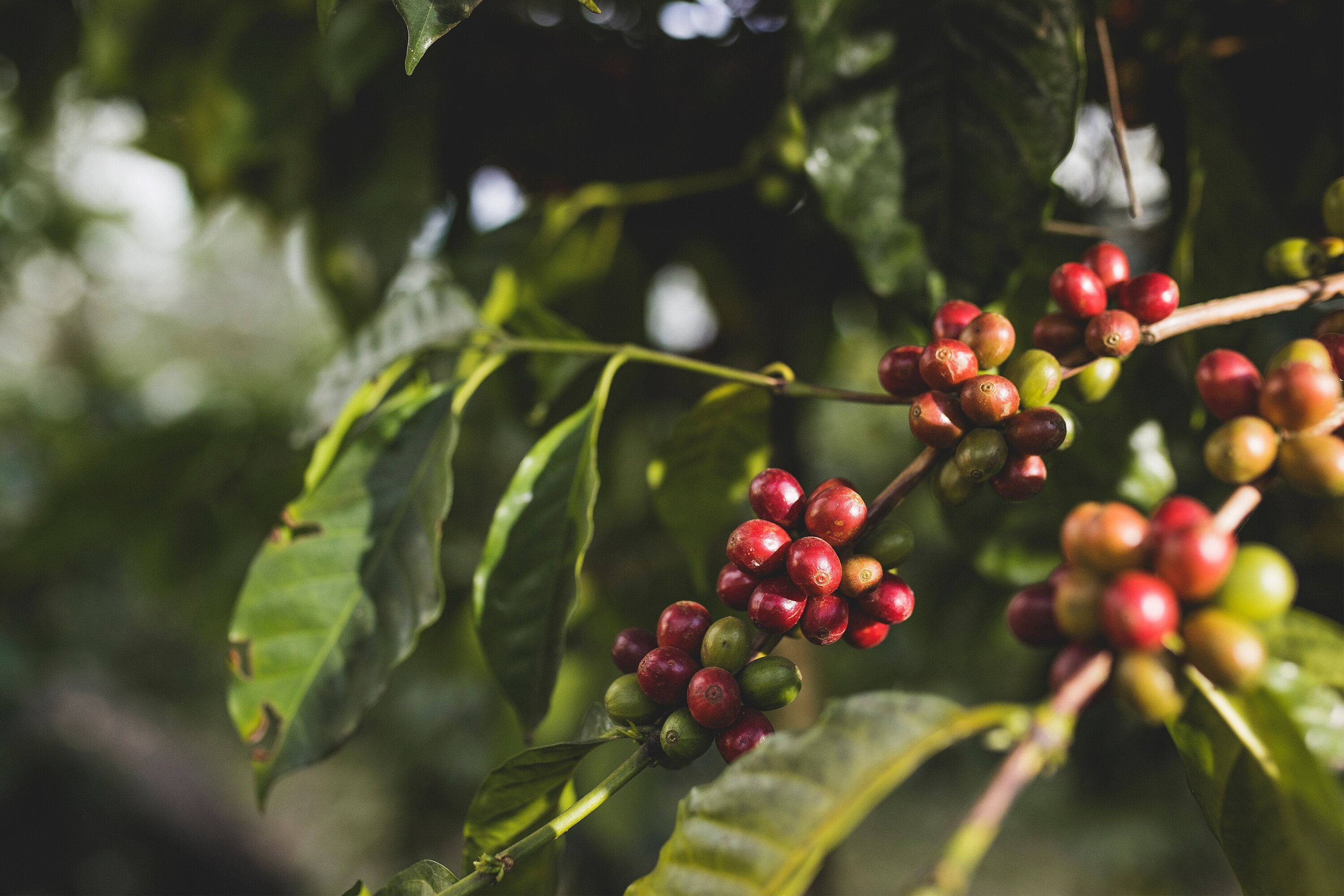 Na gałęzi rosną wiśnie kawowe, niektóre są czerwone, a niektóre zielone.