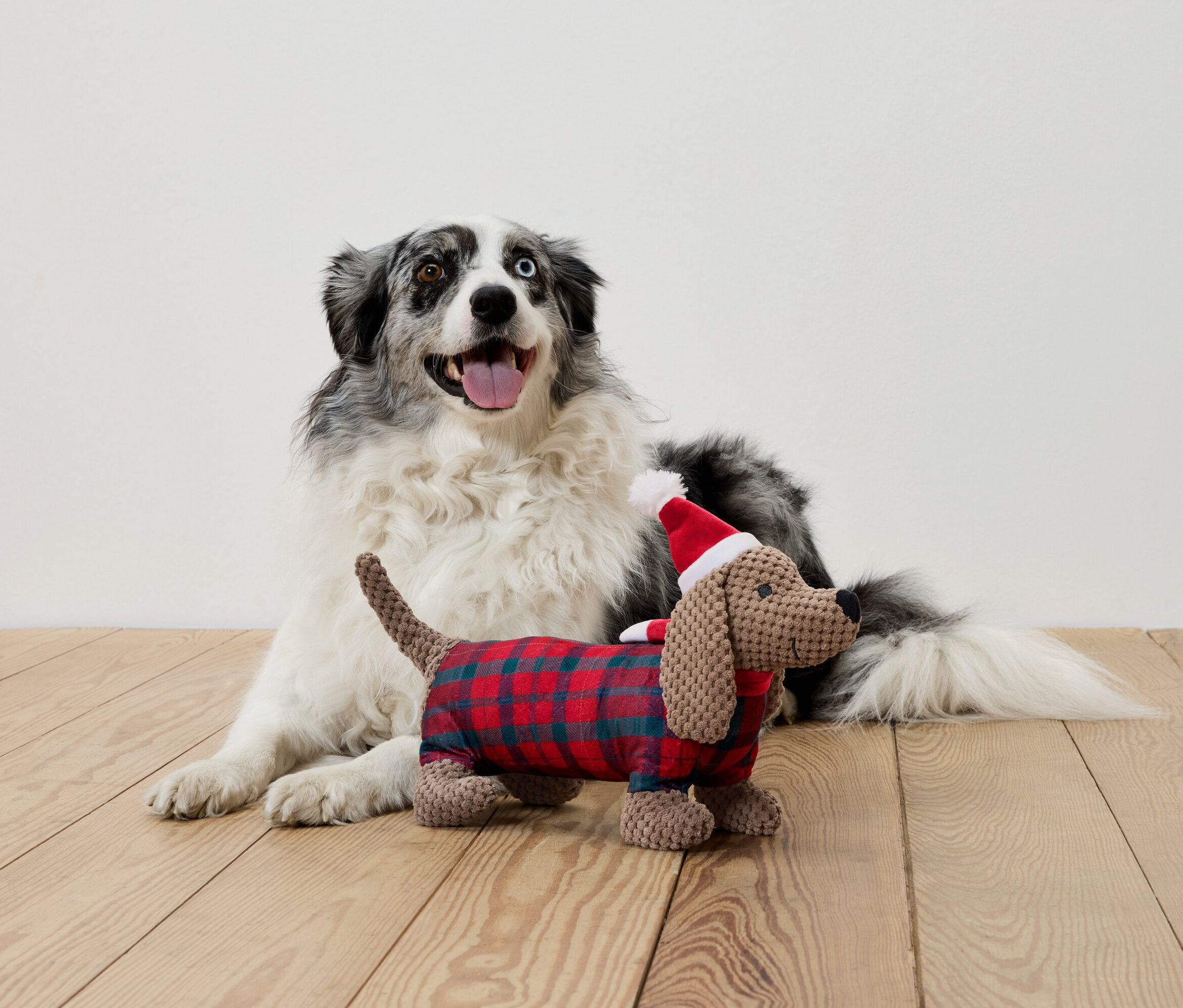 Leżący pies z różnymi oczami i pluszowy jamnik w stroju i czapce Mikołaja.