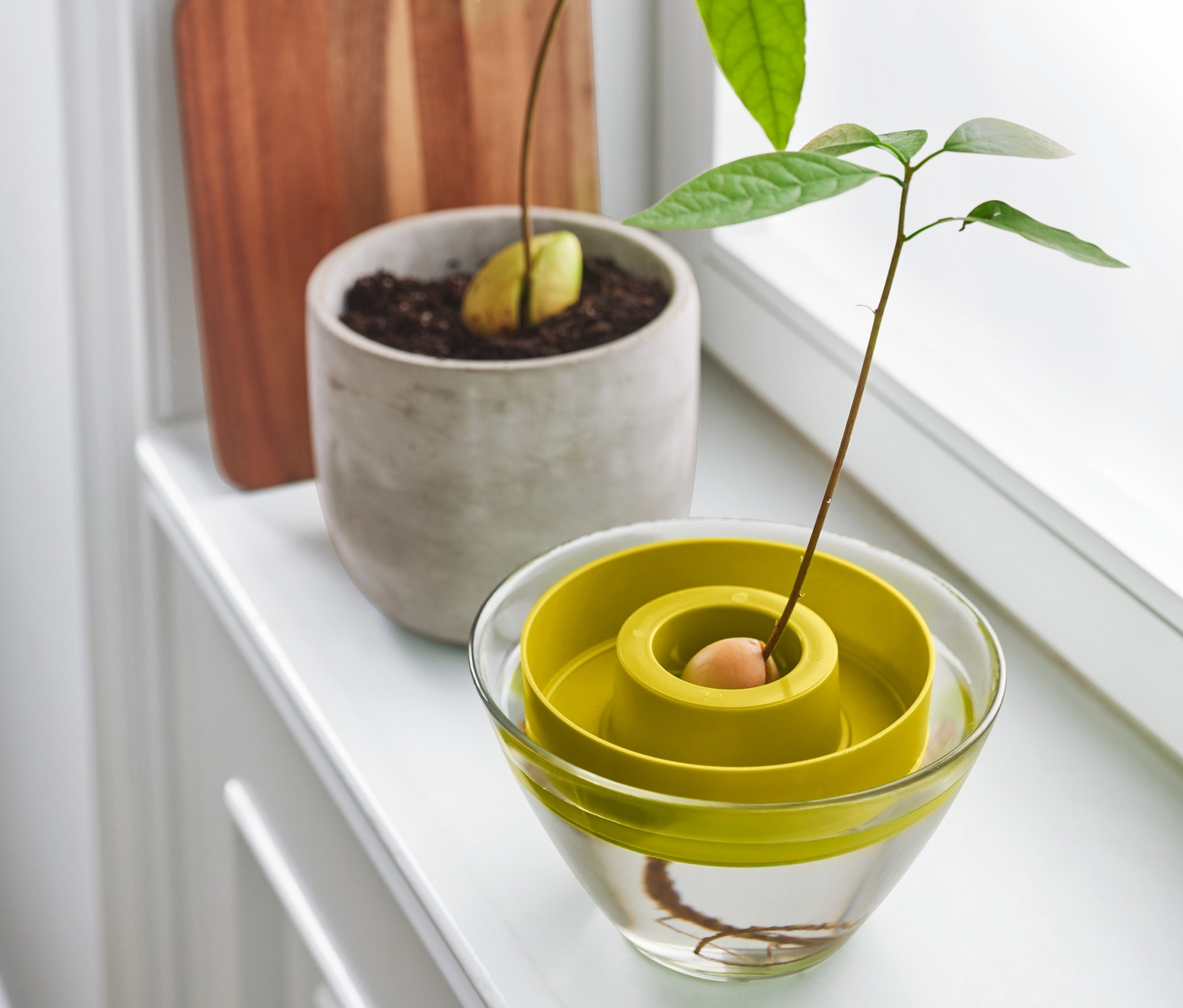 Awokado kiełkuje w kiełkownicy do awokado. W tle kolejne awokado w doniczce.