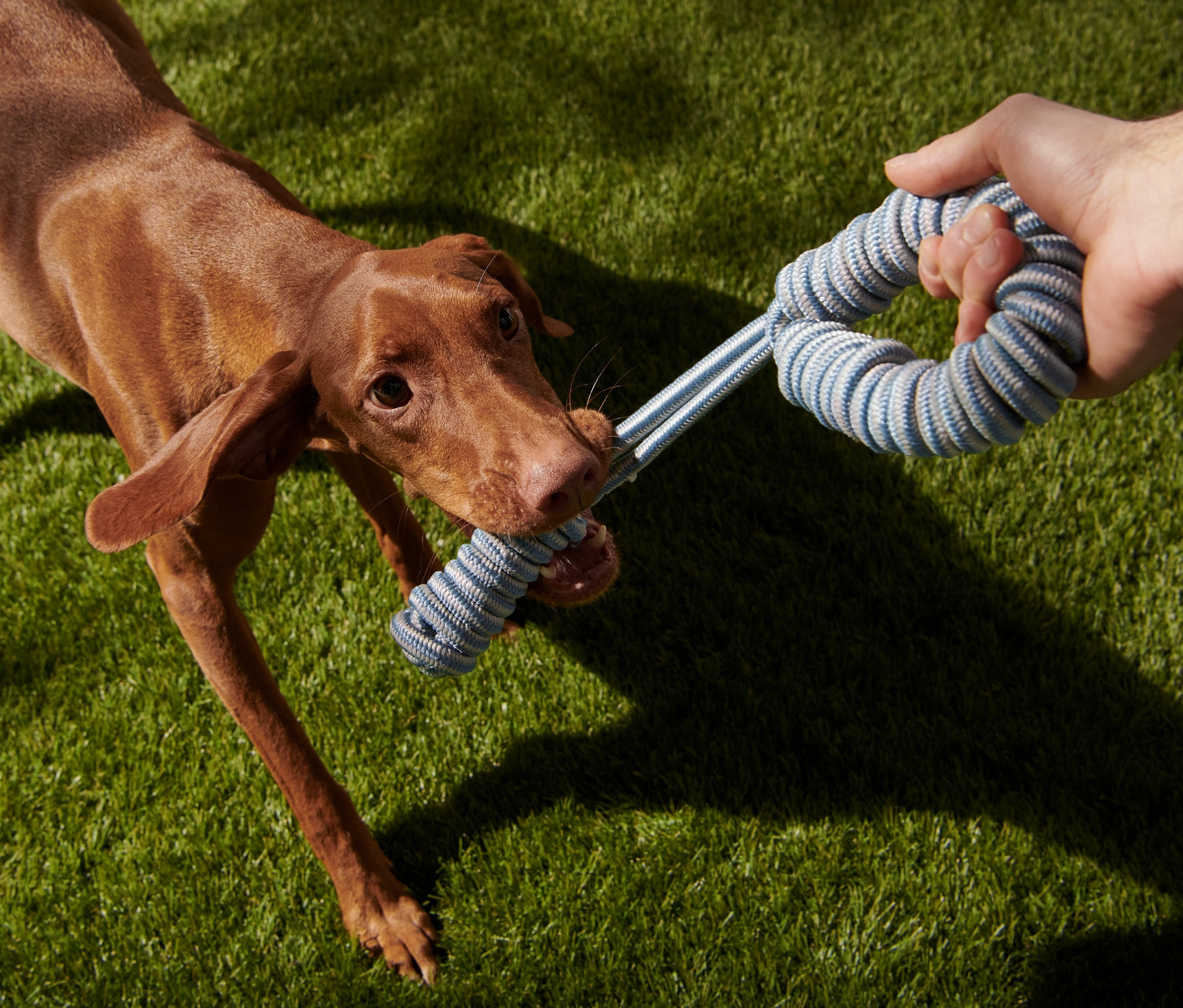 Pies trzyma w pysku zabawkę do przeciągania.