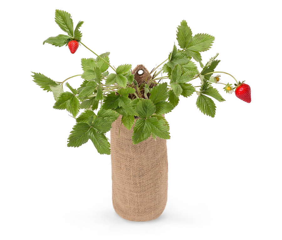 Sadzonka truskawki w worku jutowym.