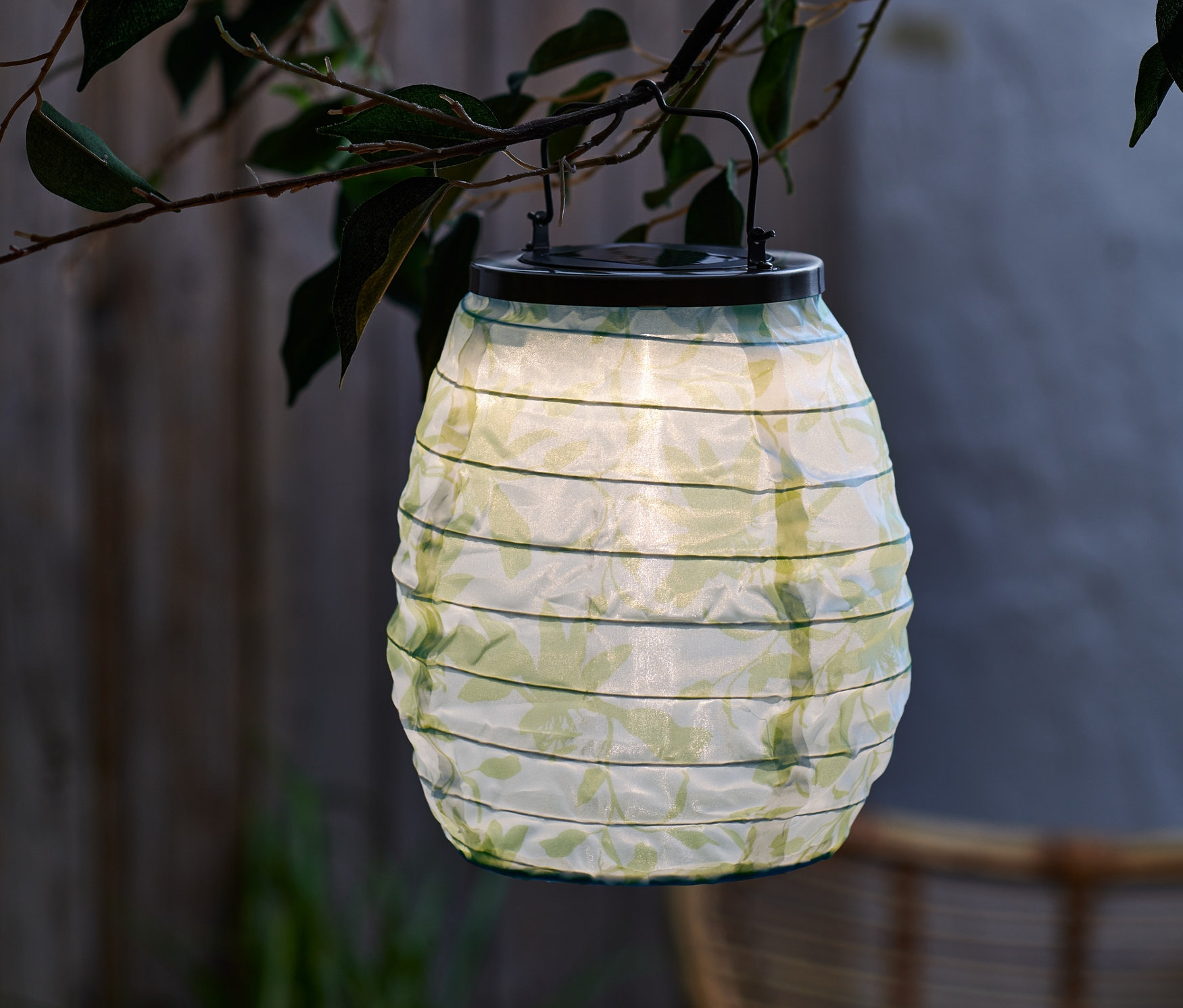 Zielony lampion solarny zwisa z gałęzi drzewa.