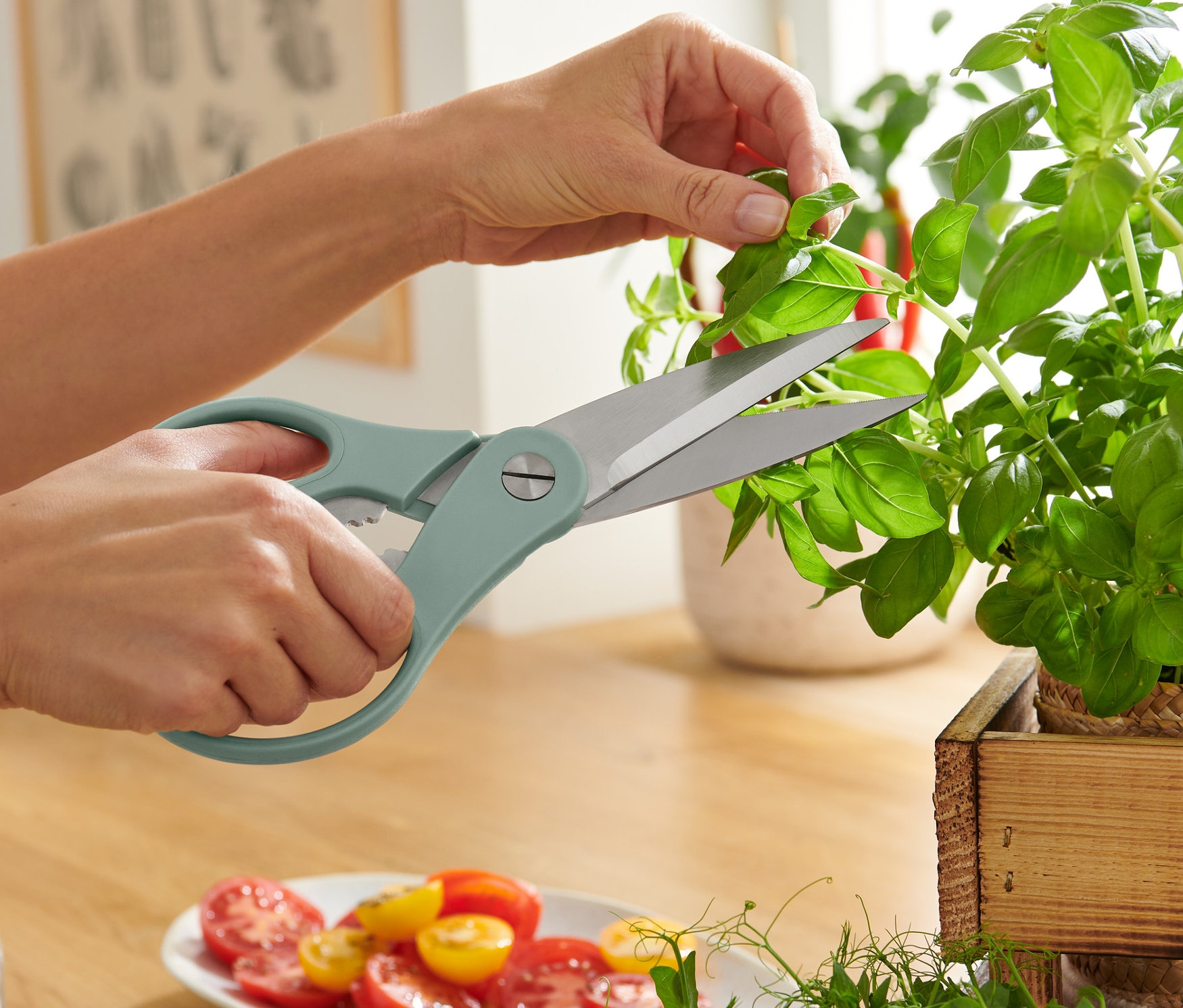 Kobieta obcina bazylię nożyczkami do cięcia ziół i pracy w kuchni.