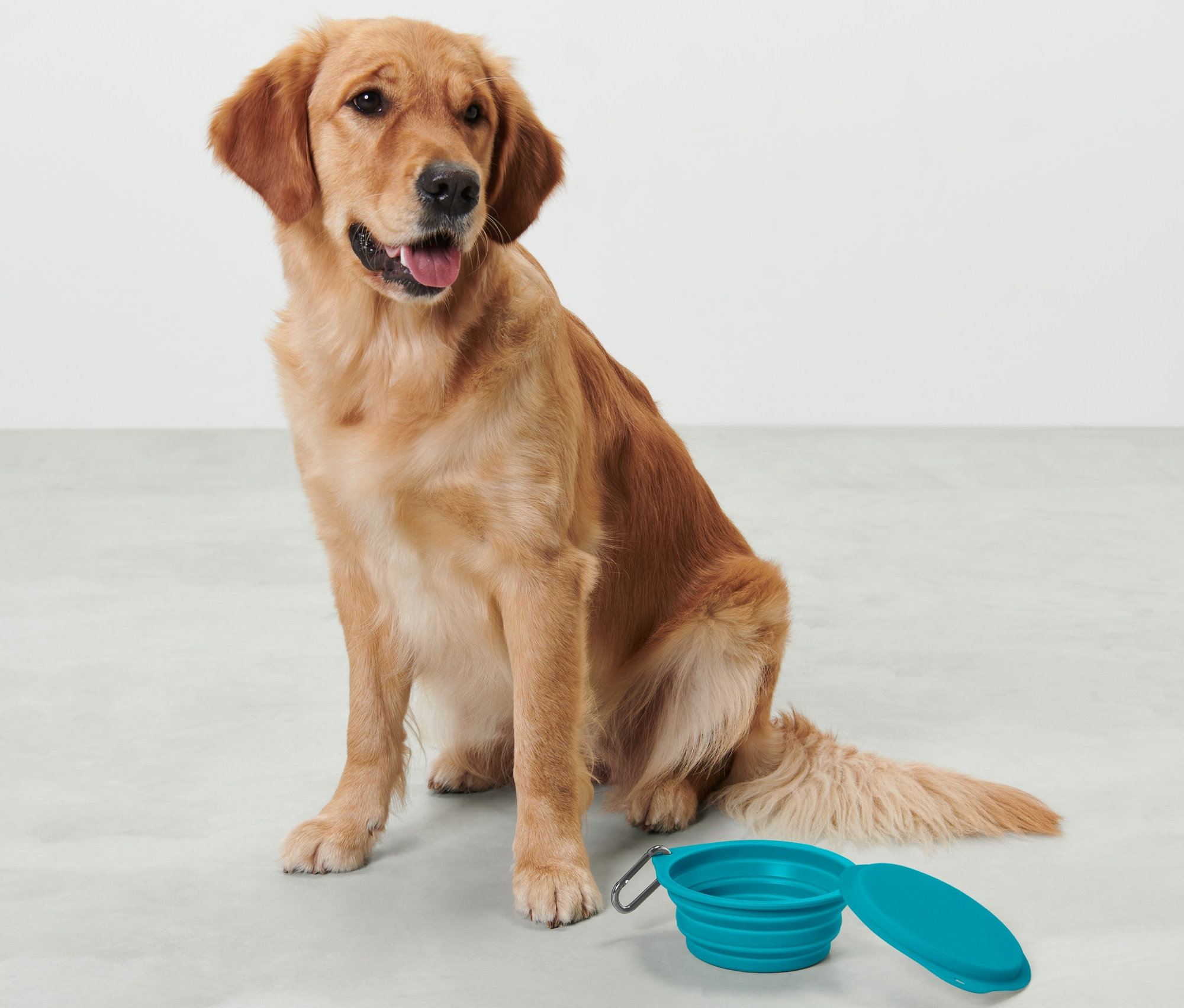 Golden retriever siedzi obok niebieskiej składanej miski na karmę.