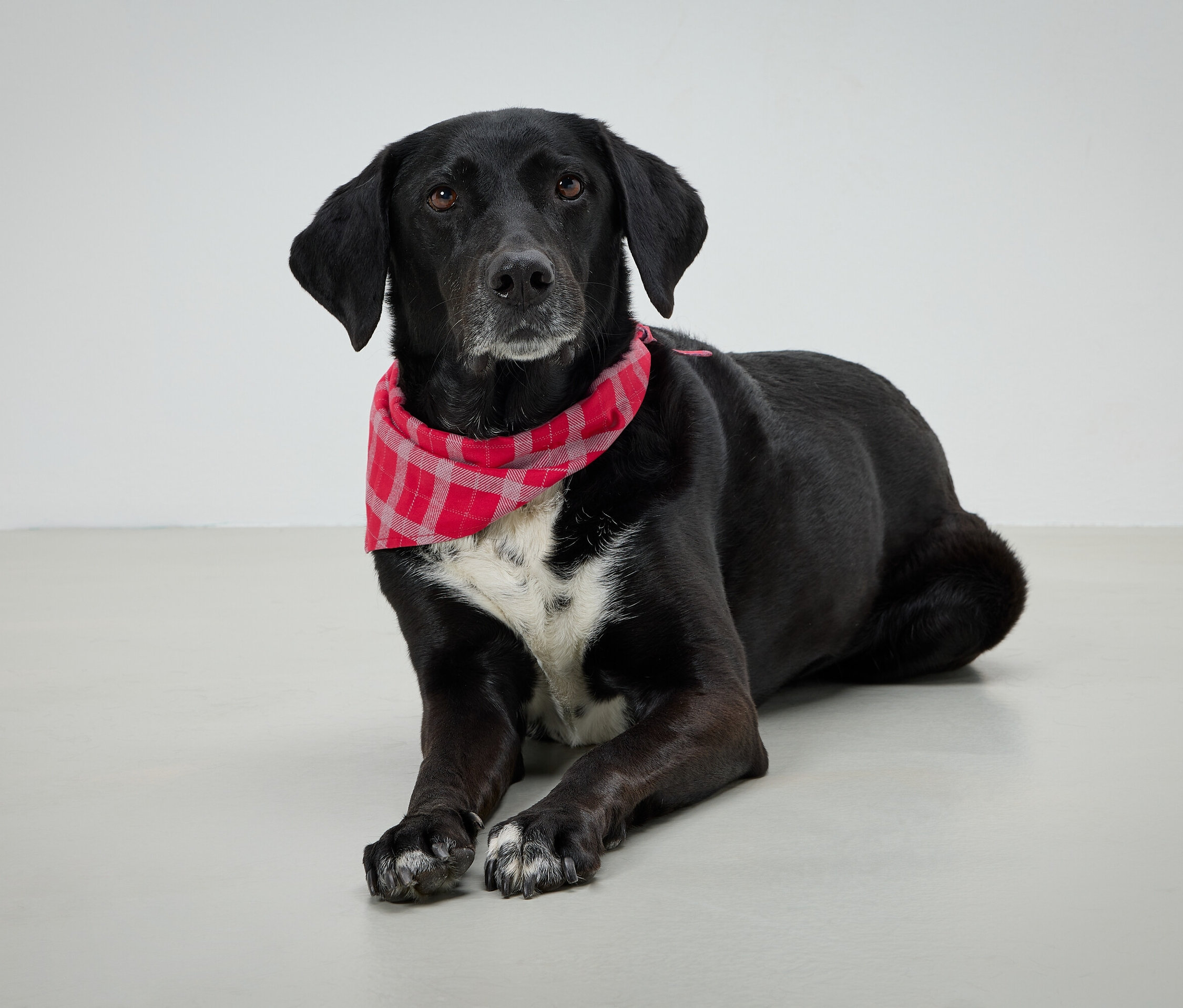 Czarny pies z czerwoną kratą chustą leży na szarym tle.