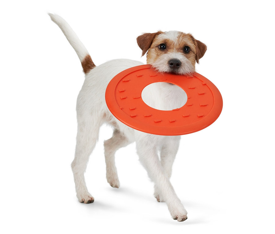 Biały pies rasy Jack Russell niesie w pysku pomarańczowy dysk do zabawy dla psa.
