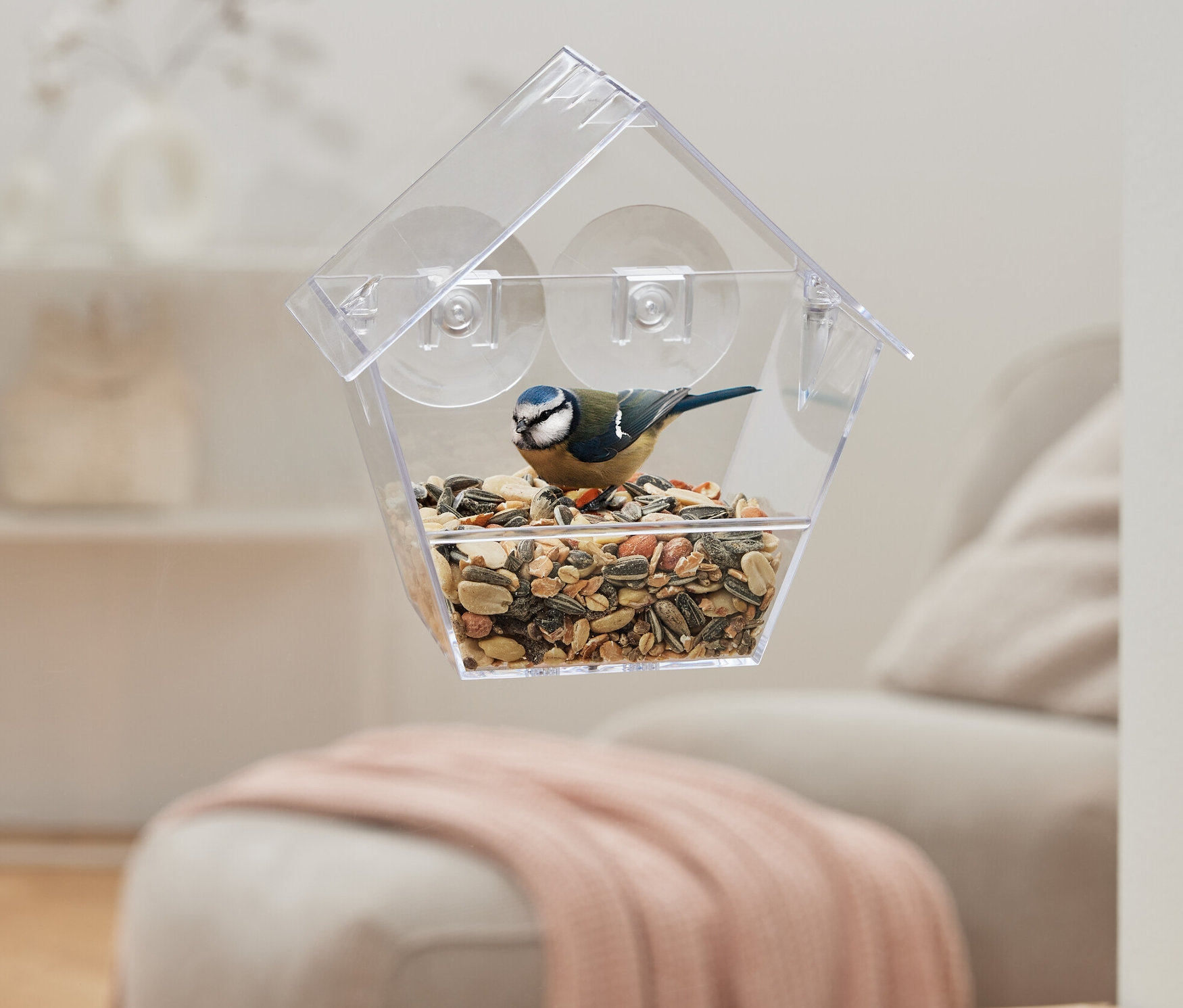 Sikorka modra siedzi w karmniku dla ptaków na okno.