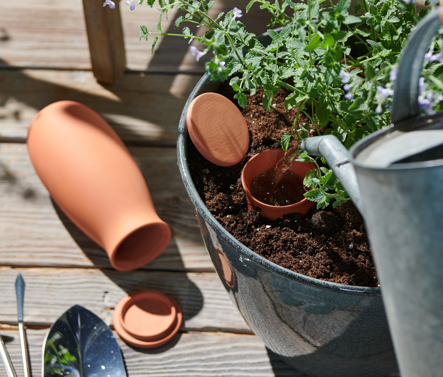 Podlewanie rośliny w doniczce za pomocą 2 dużych glinianych nawadniaczy.