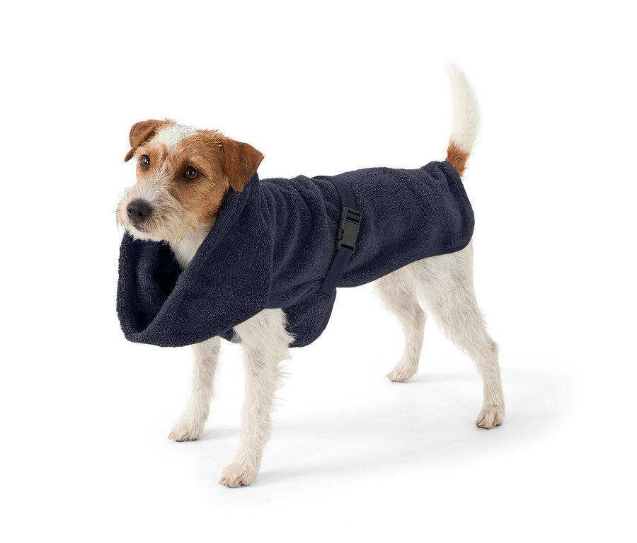 Jack Russell Terrier stoi na białym tle, ubrany w granatowy płaszcz kąpielowy dla psów.