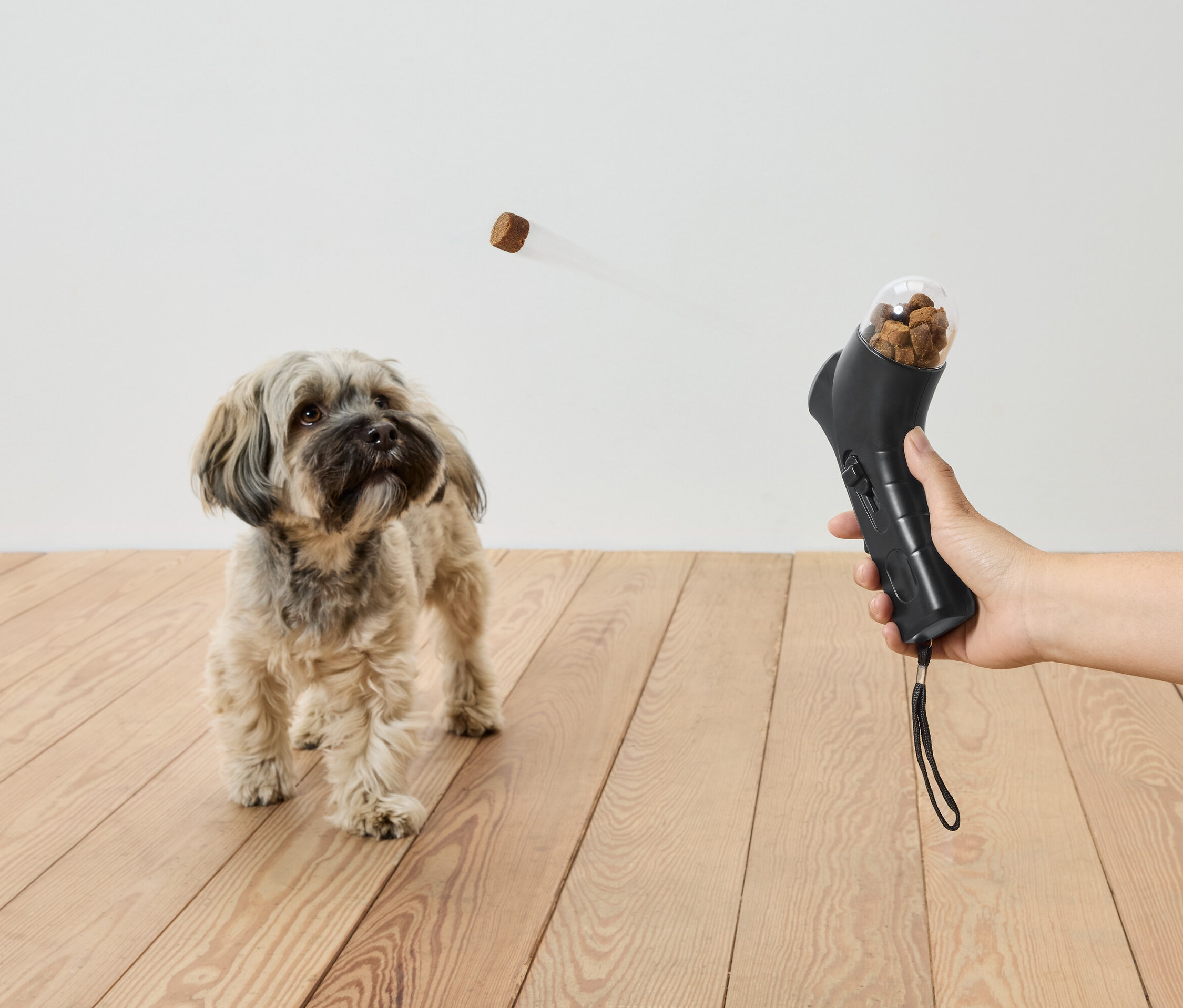 Na drewnianej podłodze stoi pies, patrząc na smakołyk lecący w powietrzu z czarnej zabawki w ręce.