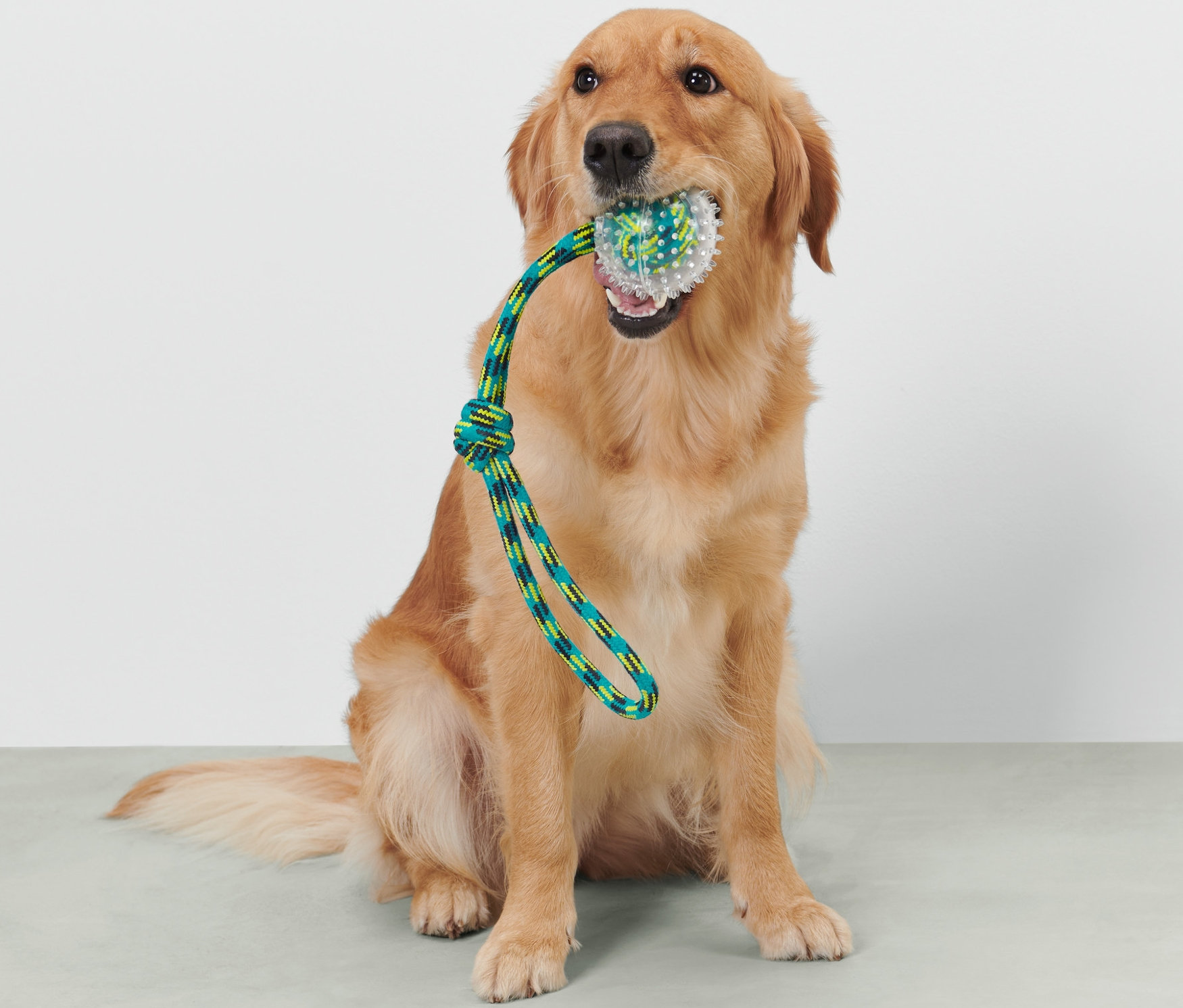 Golden retriever siedzi i trzyma w pysku zabawkę do aportowania dla psów.