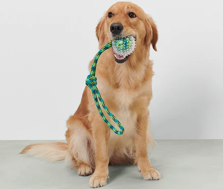 Golden retriever siedzi i trzyma w pysku zabawkę do aportowania dla psów.