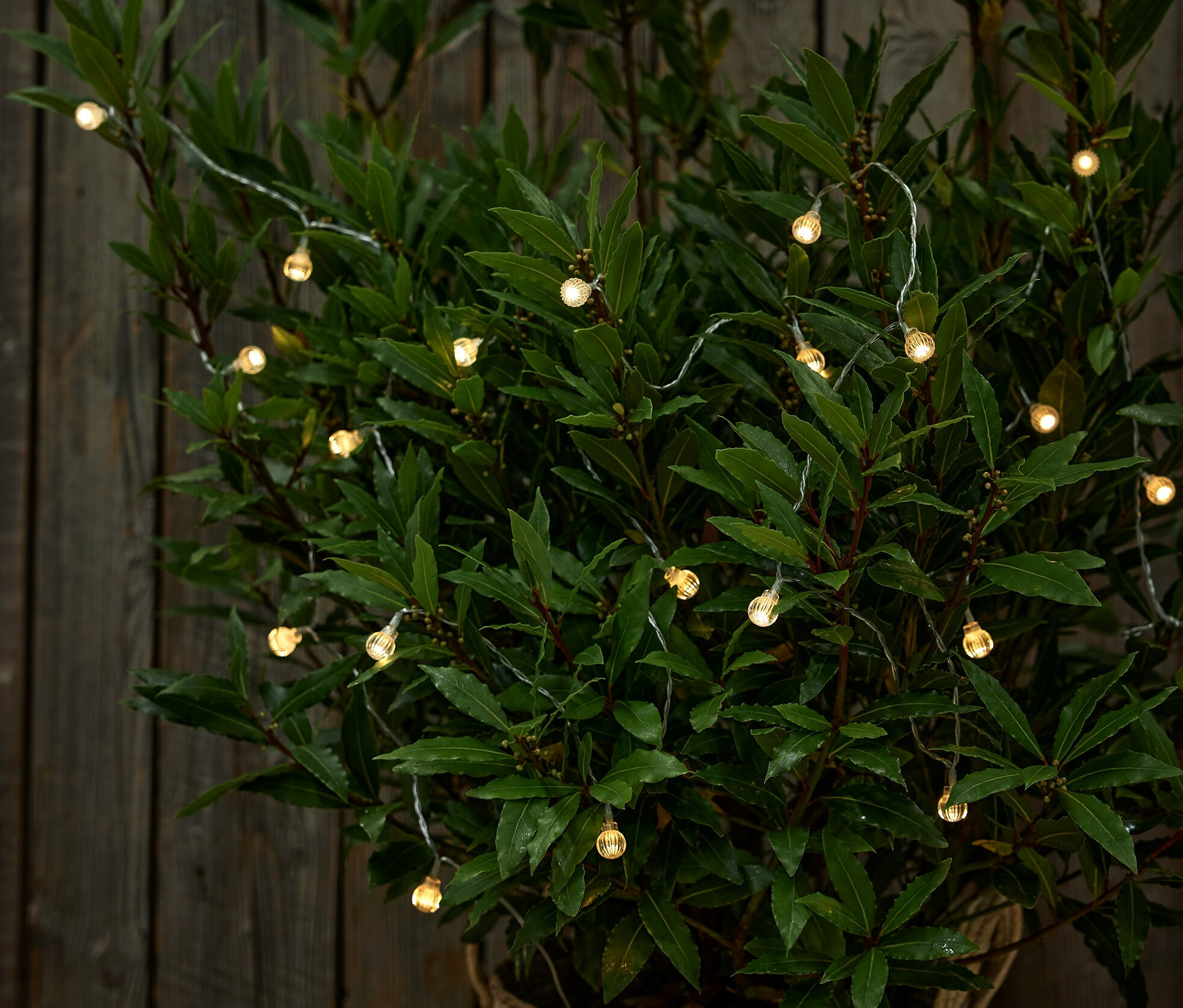 Solarny łańcuch świetlny z kulkami owinięty wokół rośliny w brązowej doniczce.