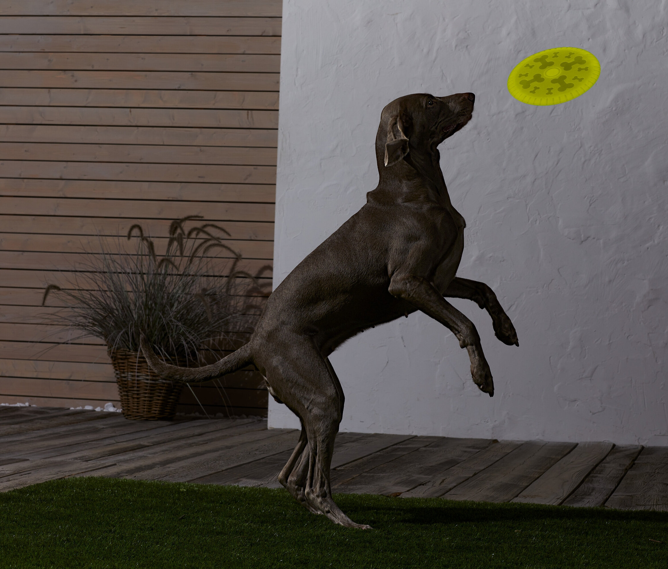 Brązowy pies skacze i łapie żółte frisbee.