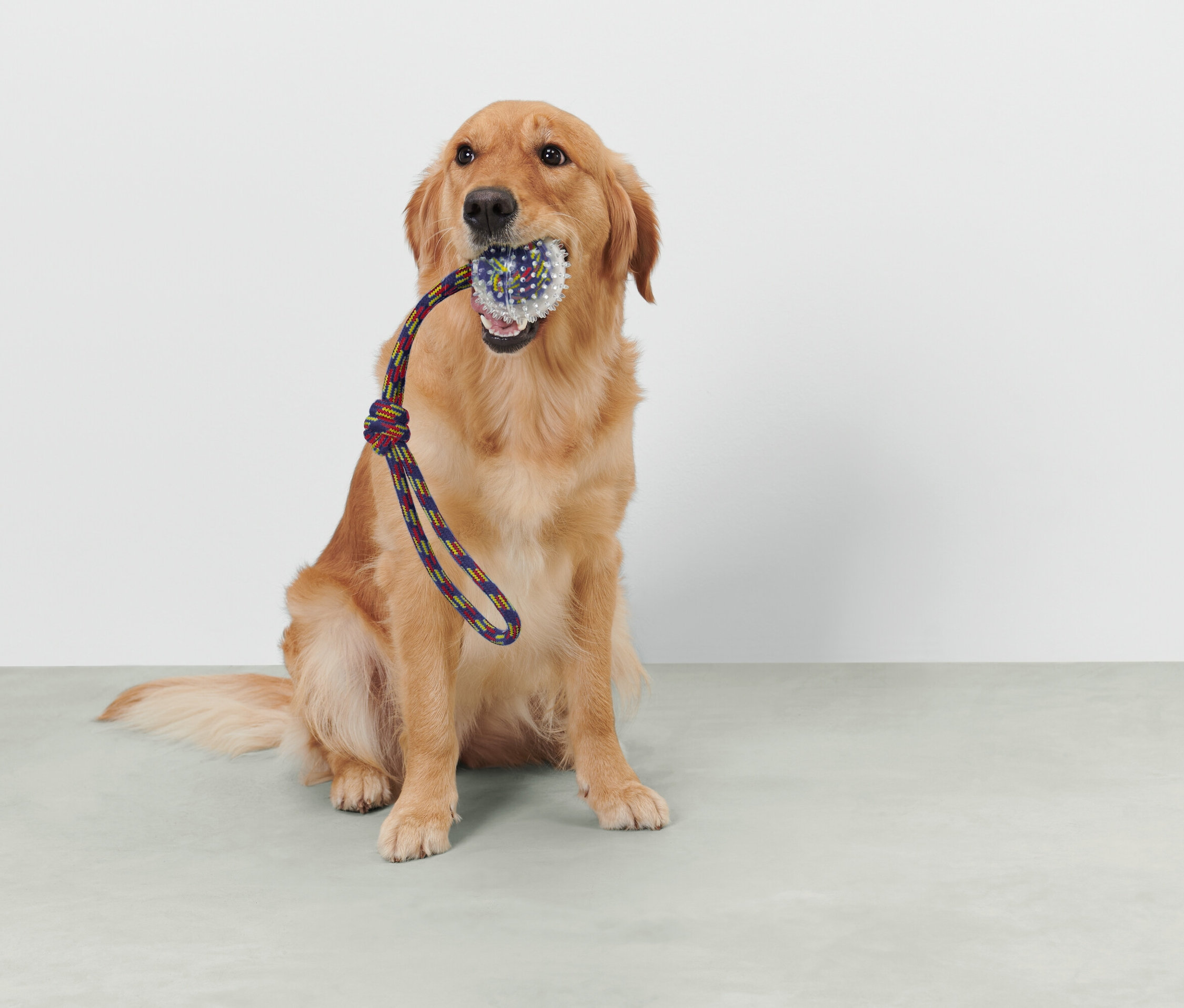 Golden Retriever siedzi i trzyma w pysku zabawkę na sznurku.