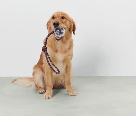 Golden Retriever siedzi i trzyma w pysku zabawkę na sznurku.