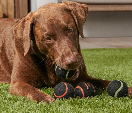 Brązowy labrador leży na trawie i trzyma w pysku jedną z 4 piłek dla psów.