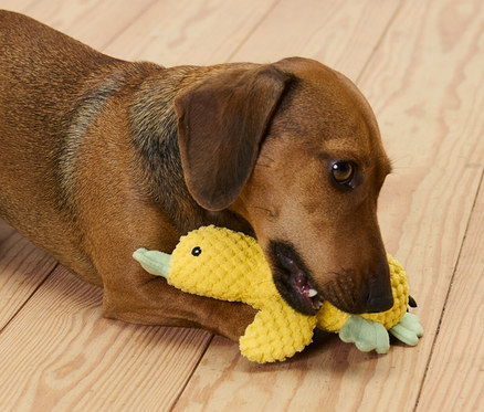 Brązowy jamnik leży na drewnianej podłodze i gryzie pluszową zabawkę dla psa „kaczątko”.