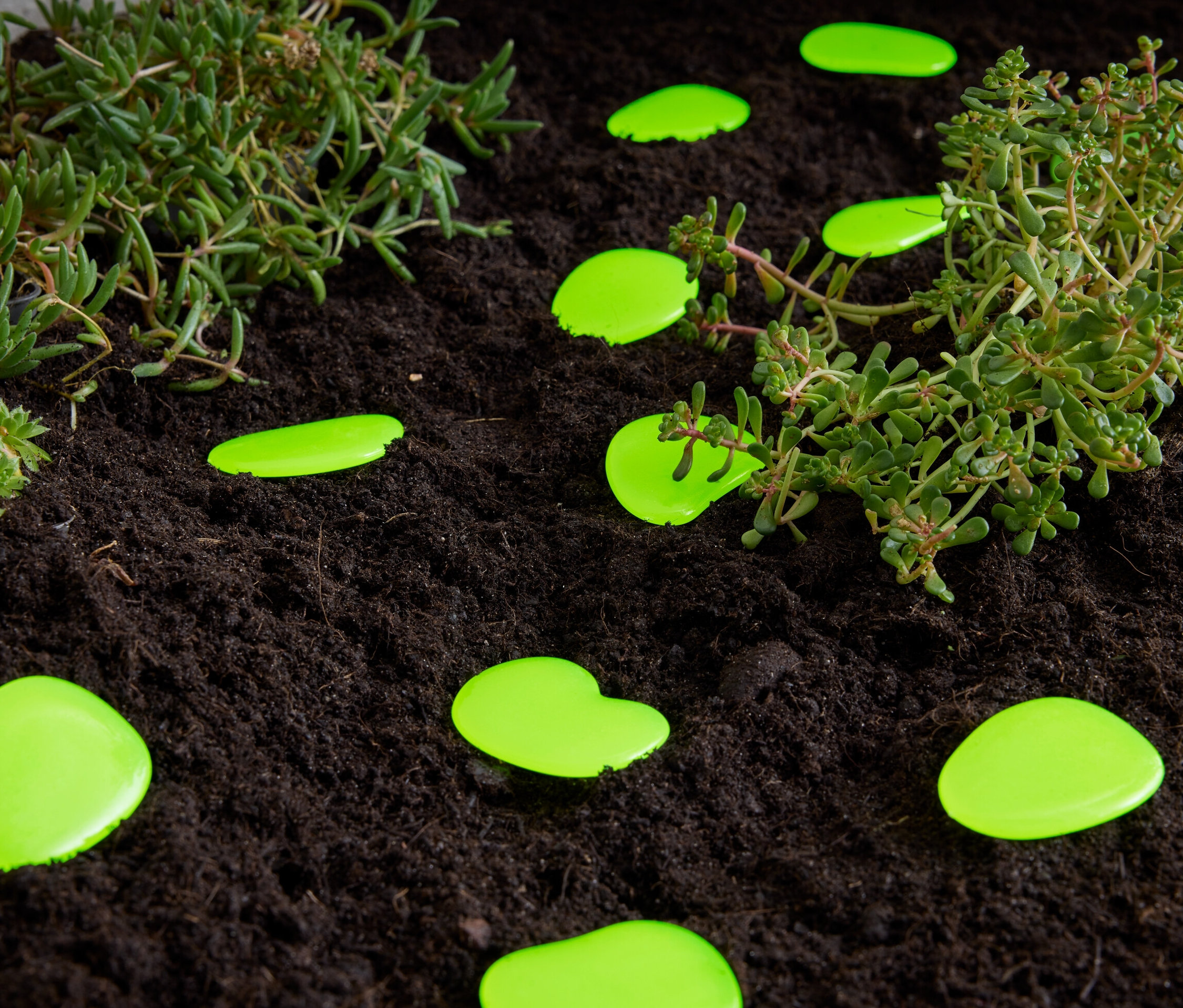 Zielone świecące kamyki leżą na ziemi obok roślin.