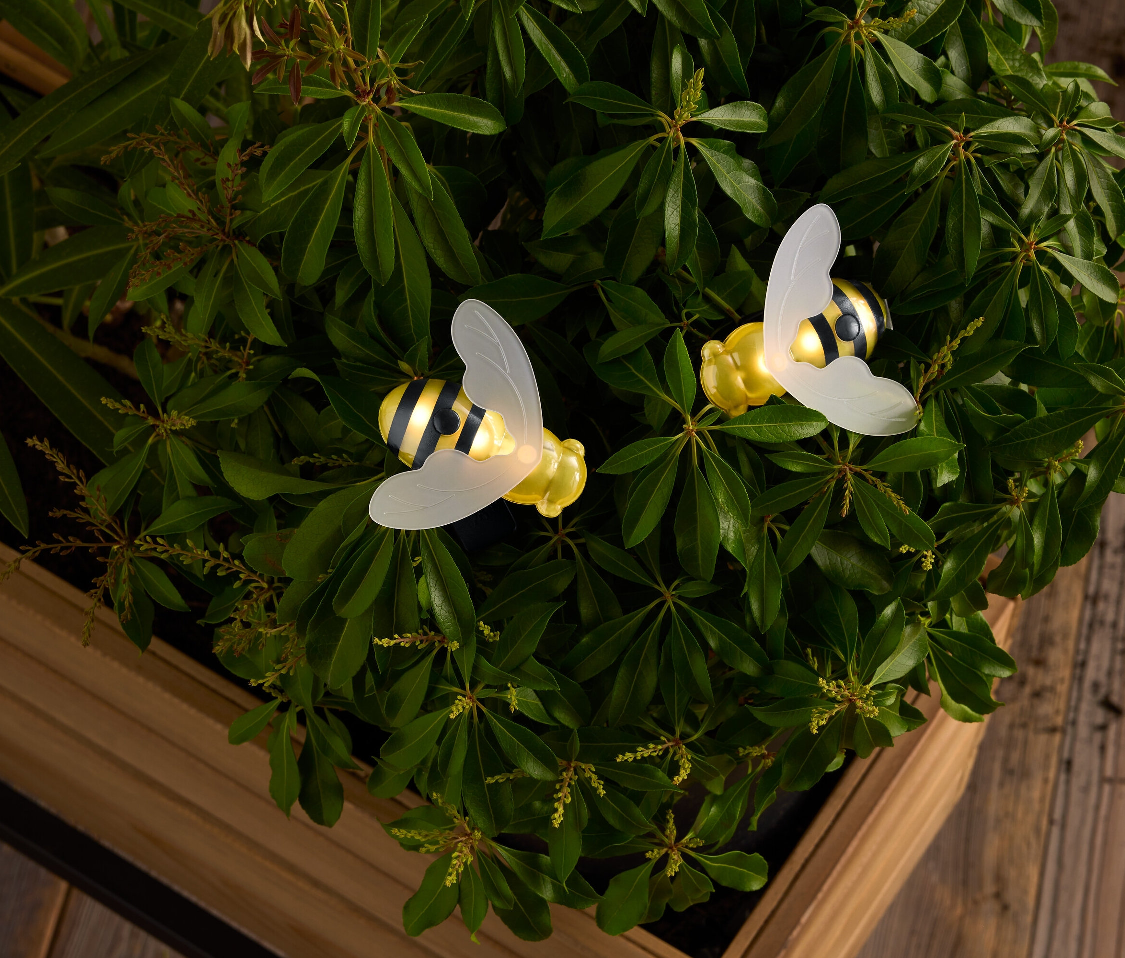 Dwie żółte i czarno-białe pszczoły z prześwitującymi skrzydłami wśród zielonych liści w drewnianej skrzynce.