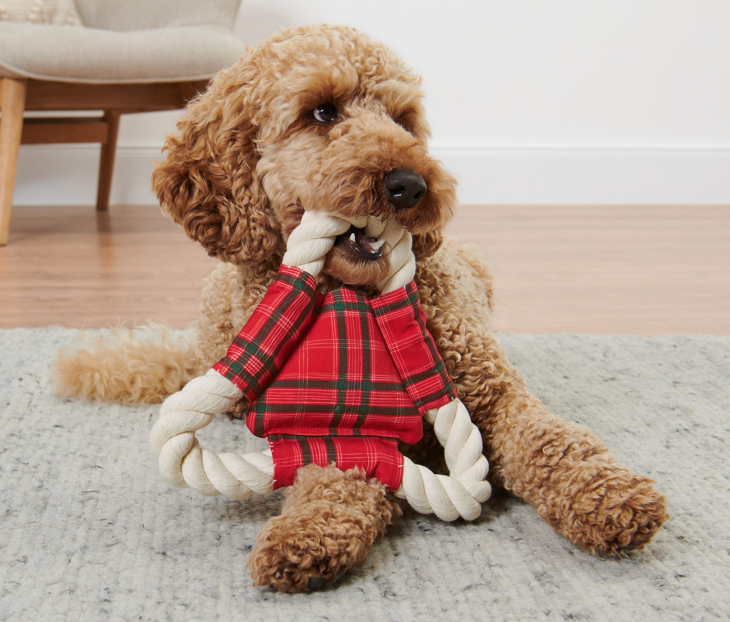 Golden retriever leży na szarym dywanie i gryzie szarpak dla psa.