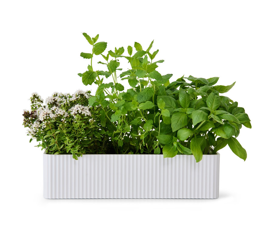 Zioła rosną w białym pojemniku do przechowywania.