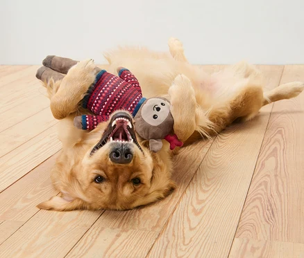 Golden Retriever leży na plecach na drewnianej podłodze i bawi się pluszowym łosiem.